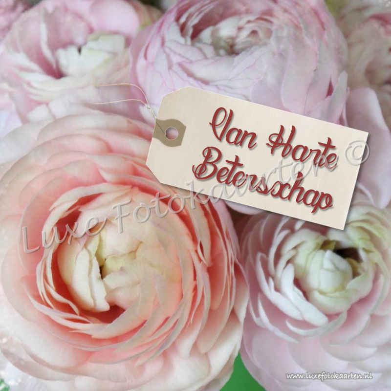 Beterschap - ranonkels en label